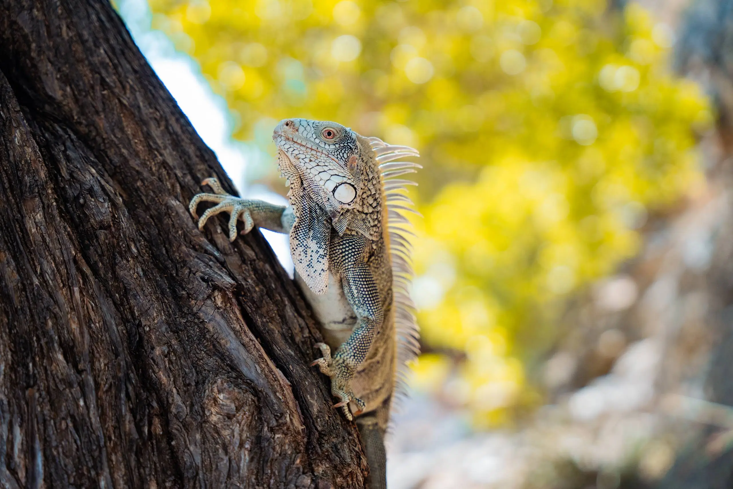 Iguana on a tree in Curaçao, symbolizing the tropical nature of Casa Leonore.